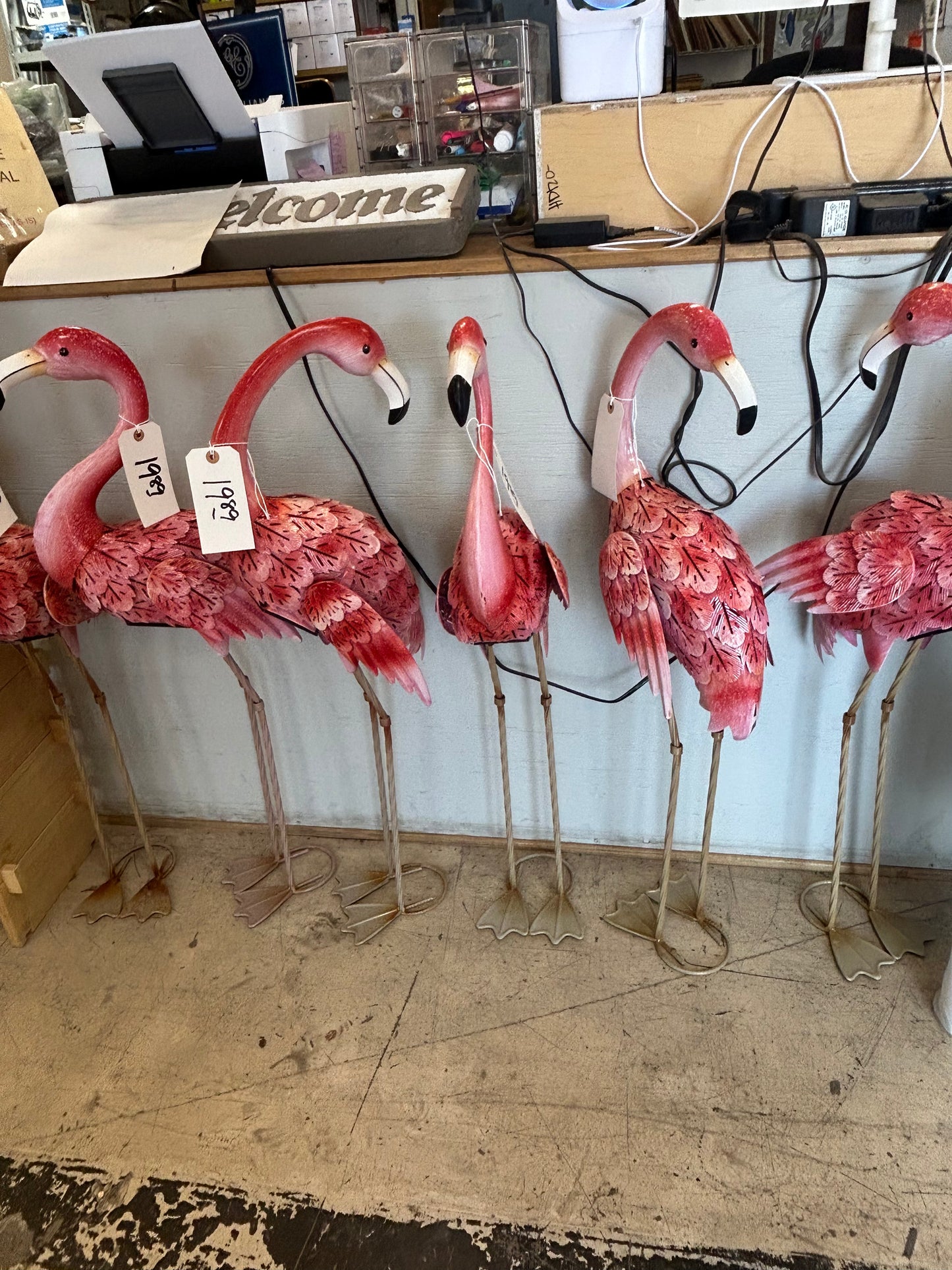 Flamingos