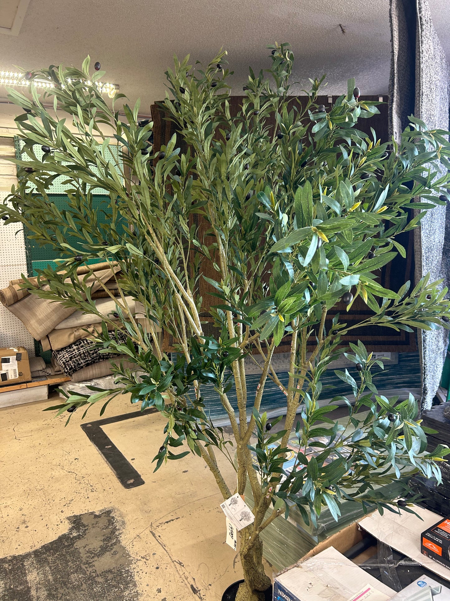 Olive tree