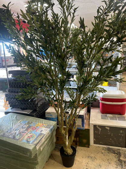 Olive tree