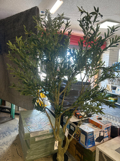 Olive tree