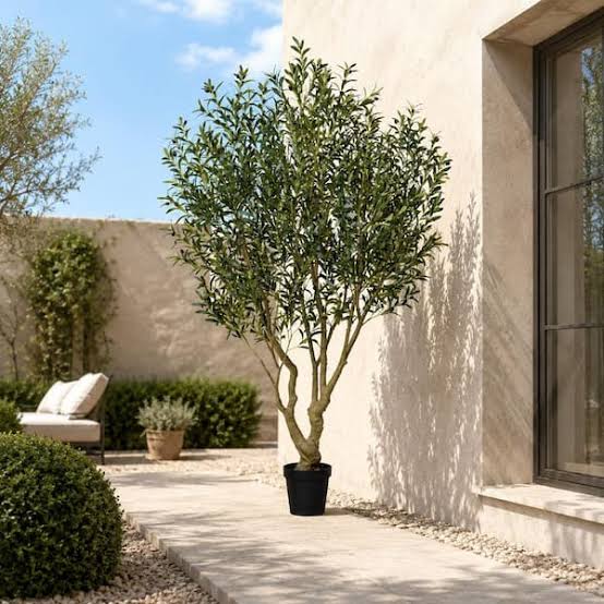 Olive tree